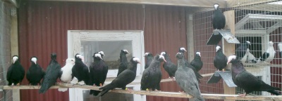 S�deutsche Blassen