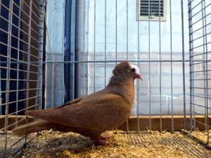 S�ddeutsche Blasse