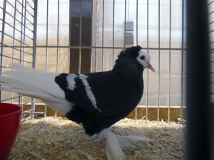 S�ddeutsche M�chtaube