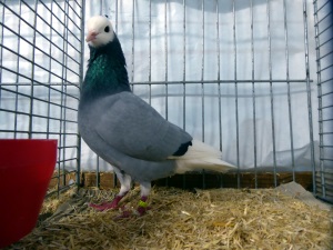 S�ddeutsche M�chtaube