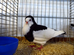 Echterdinger Farbentaube