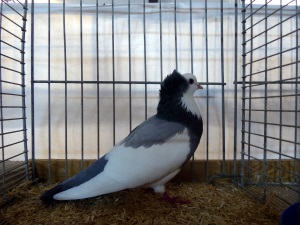 Echterdinger Farbentaube