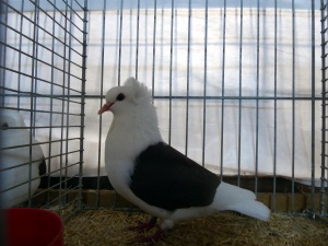 S�ddeutsche Schildtaube