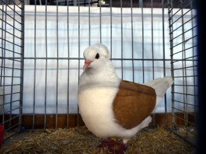 S�ddeutsche Schildtaube