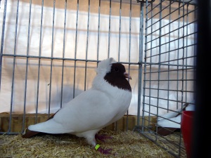 S�ddeutscher Mohrenkopf