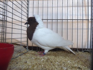 S�ddeutsche Latztaube