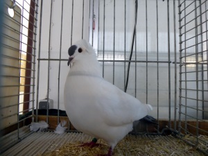 S�ddeutsche Schnippe