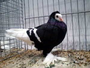 S�ddeutsche M�nchtaube