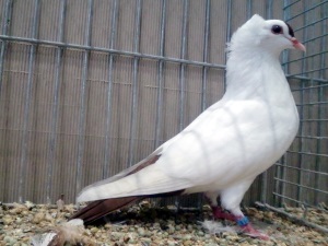 S�ddeutsche Schnippe