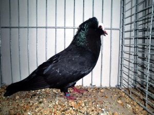 S�ddeutsche Blasse