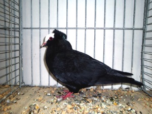 S�ddeutsche Blasse