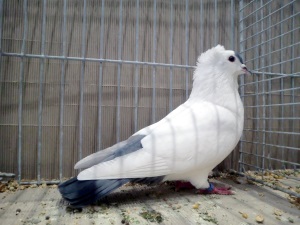 S�ddeutsche Schnippe