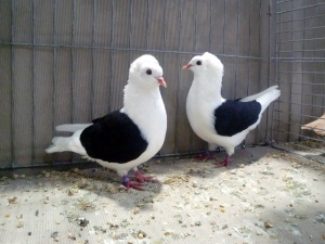 S�ddeutsche Schildtauben