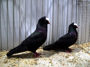 S�ddeutsche Blassen