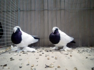 W�rttemberger Mohrenk�pfe