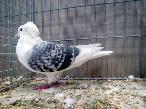 S�ddeutsche Schildtaube