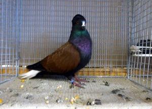 S�ddeutscher Wei�schwanz