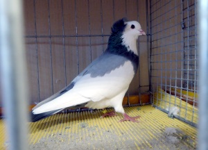 Echterdinger Farbentaube