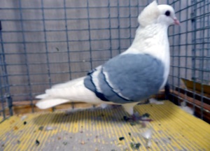 S�ddeutsche Schildtaube