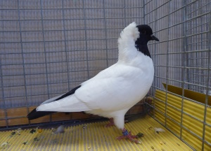 S�ddeutscher Mohrenkopf