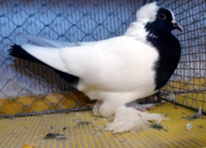 W�rttemberger Mohrenkopf