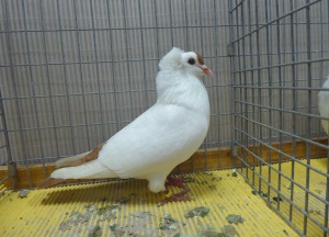 S�ddeutsche Schnippe