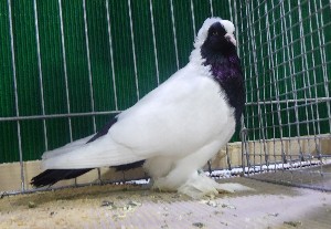 W�rttemberger Mohrenkopf