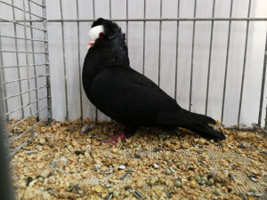 S�ddeutsche Blasse