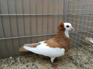 Echterdinger Farbentauben