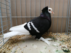 S�ddeutsche M�nchtaube bel.