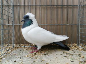 S�ddeutscher Mohrenkopf