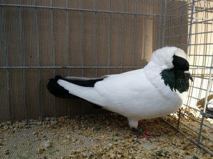 S�ddeutscher Mohrenkopf