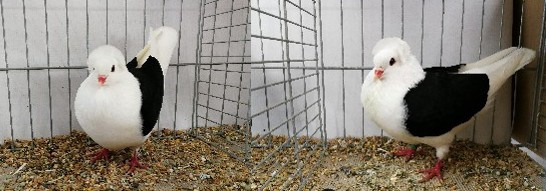 S�ddeutsche Schildtauben