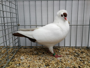 S�ddeutsche Schnippe