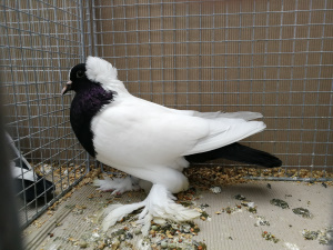 W�rttemberger Mohrenkopf