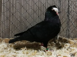 S�ddeutsche Blasse