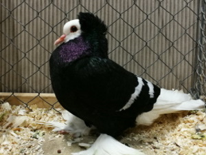 S�ddeutsche M�nchtaube