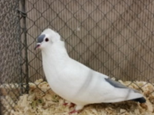 S�ddeutsche Schnippe