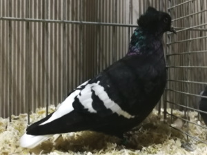 S�ddeutscher Wei�schwanz