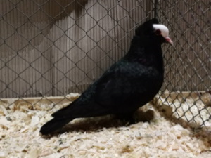 S�ddeutsche Blasse