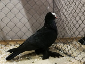 S�ddeutsche Blasse