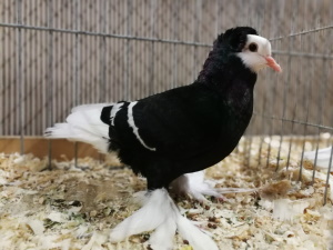 S�ddeutsche M�nchtaube