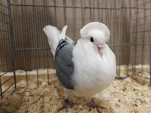 S�ddeutsche Schildtaube