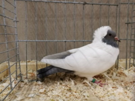 S�ddeutscher Mohrenkopf