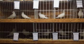 S�ddeutsche Schnippe