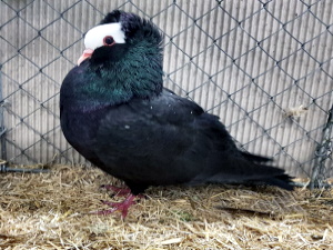 S�ddeutsche Blasse