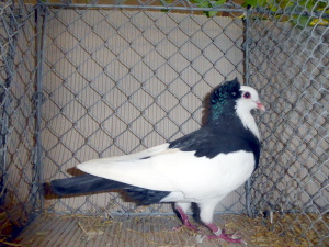 Echderdinger Farbentaube