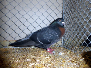 S�ddeutsche Kohllerche