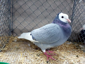 S�ddeutscher M�nch