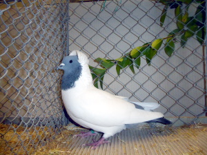 S�ddeutscher Mohrenkopf